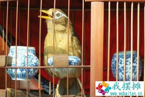 养画眉幼鸟怎么养