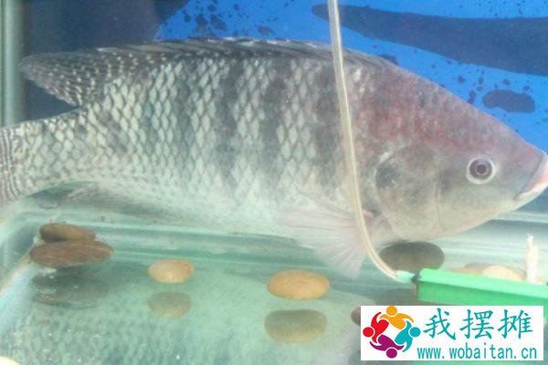 罗非鱼价格为什么便宜
