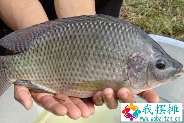 罗非鱼价格为什么便宜