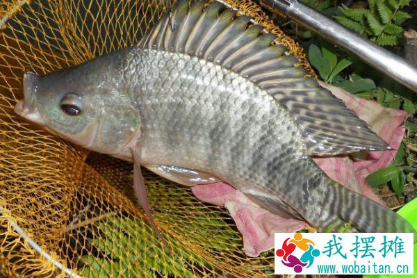 罗非鱼价格为什么便宜