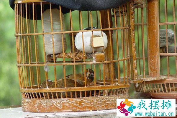 养画眉用什么笼子