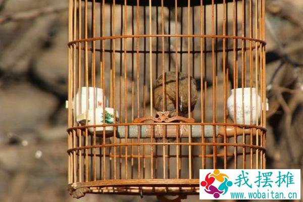 养画眉鸟三闭三开养法