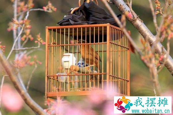 养画眉鸟三闭三开养法