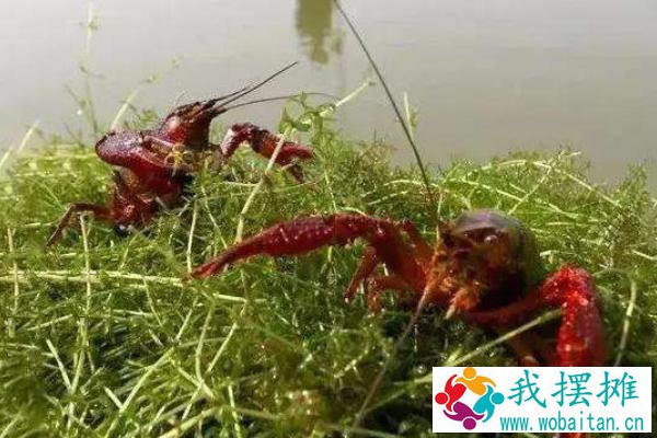 养虾同时可以养殖什么