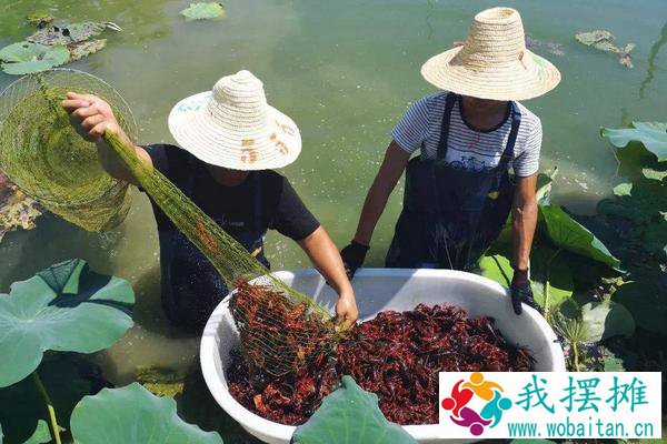 养虾的季节