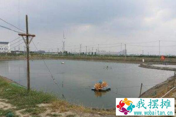 养虾的池子怎么建