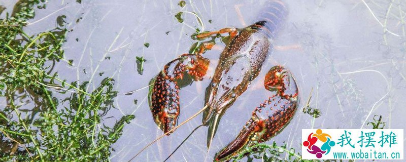 养虾风险大吗
