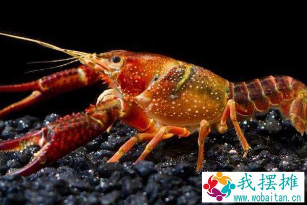 养小龙虾的投食方法