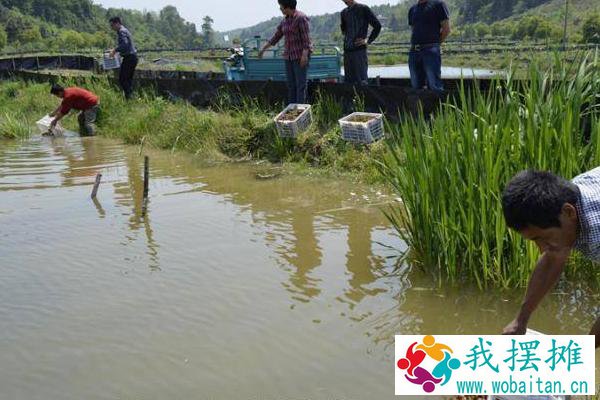 养小龙虾的投食方法