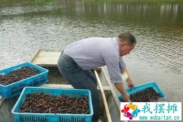 养小龙虾的投食方法