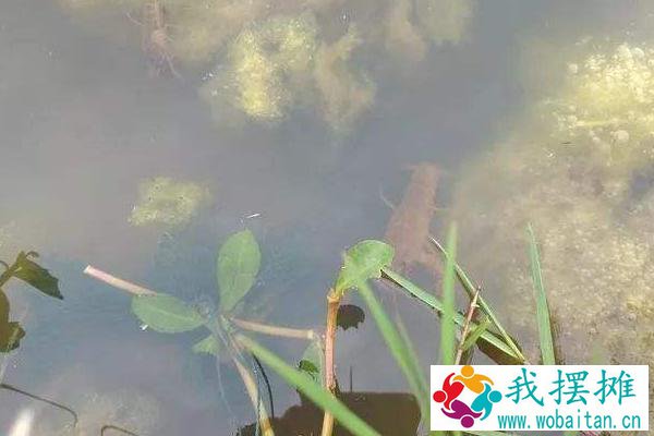 养小龙虾的投食方法