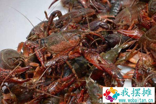 养小龙虾的投食方法