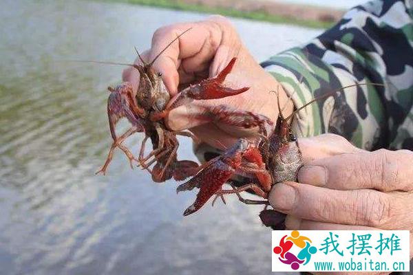 养小龙虾的投食方法