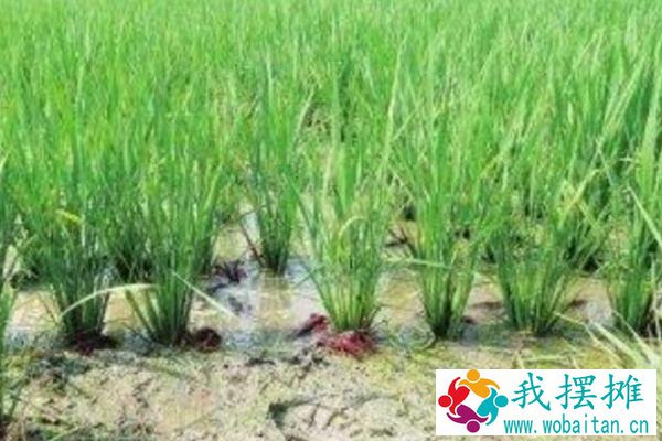稻虾养殖的好处