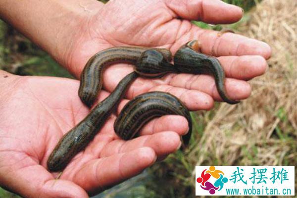 养水蛭有什么用