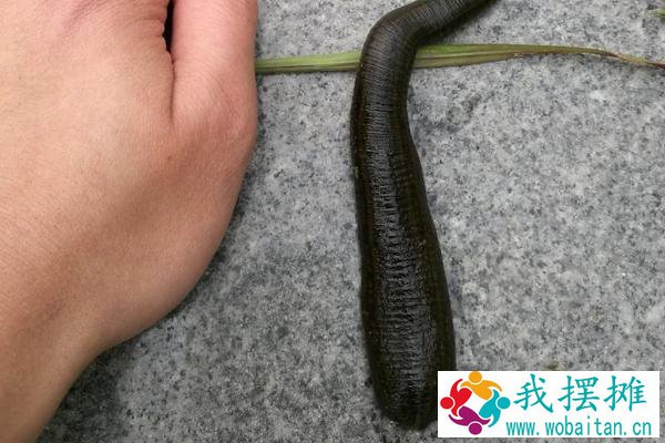 养水蛭有什么用