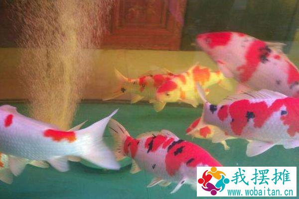 锦鲤的寿命