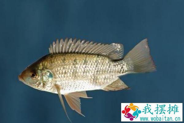 罗非鱼的生存环境