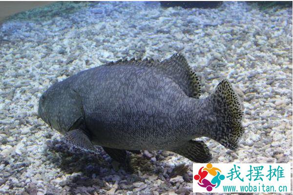 石斑鱼养殖周期