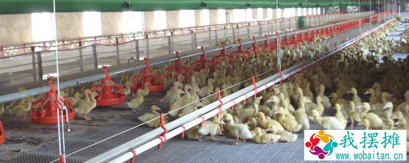 肉鸡养殖鸡舍建设