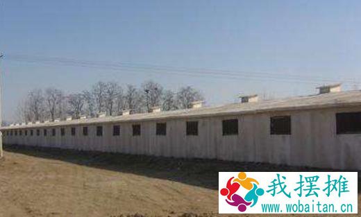 肉鸡养殖鸡舍建设