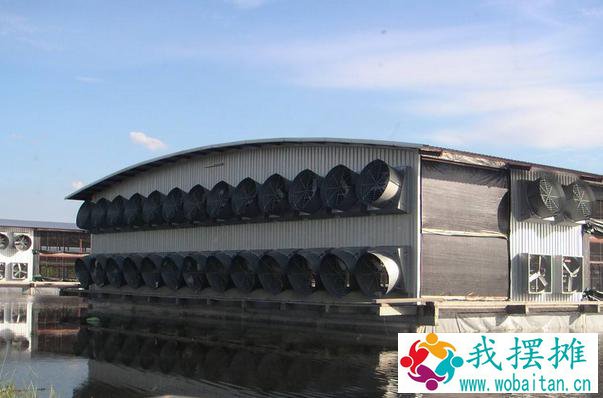 肉鸡养殖鸡舍建设