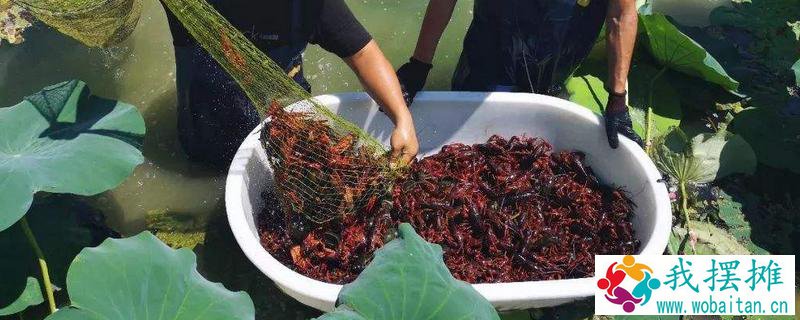 养小龙虾需要什么条件