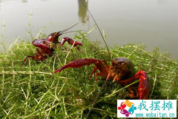 养小龙虾需要什么条件