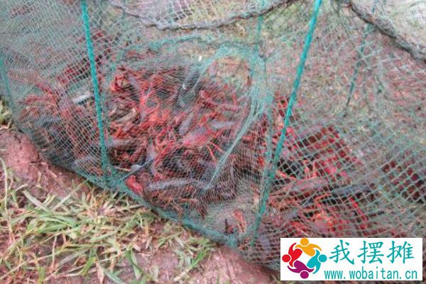 养小龙虾需要什么条件