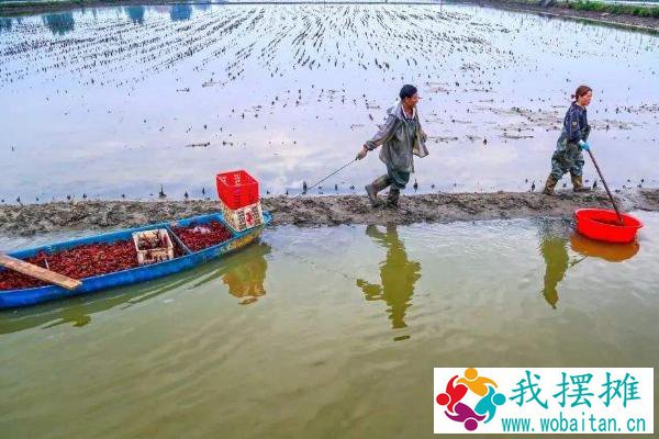 养小龙虾一亩投资多少