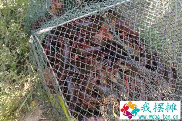 养小龙虾一亩投资多少