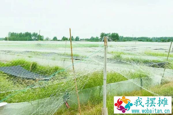养小龙虾的池塘怎么挖