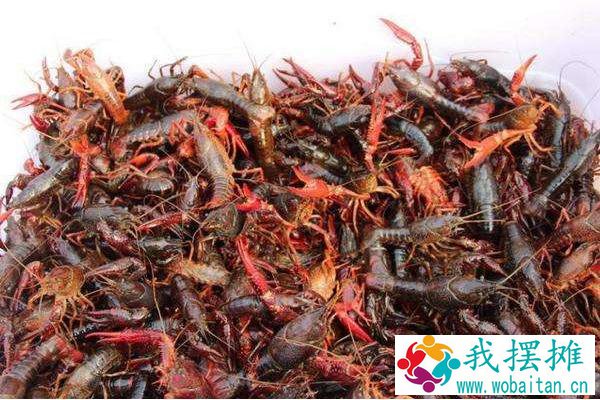 小龙虾如何养殖