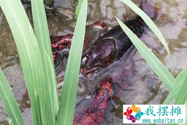 小龙虾如何养殖