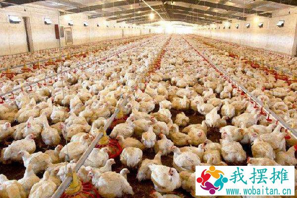 养肉鸡的风险
