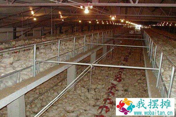 养肉鸡的风险