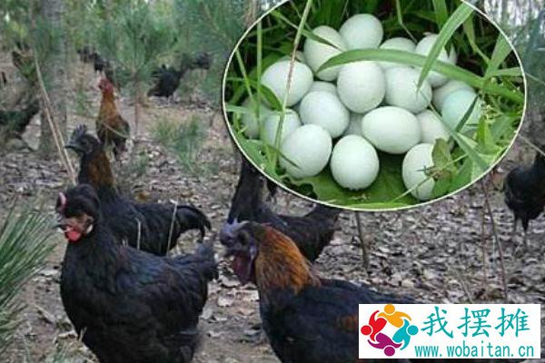 绿壳蛋鸡一年产多少蛋