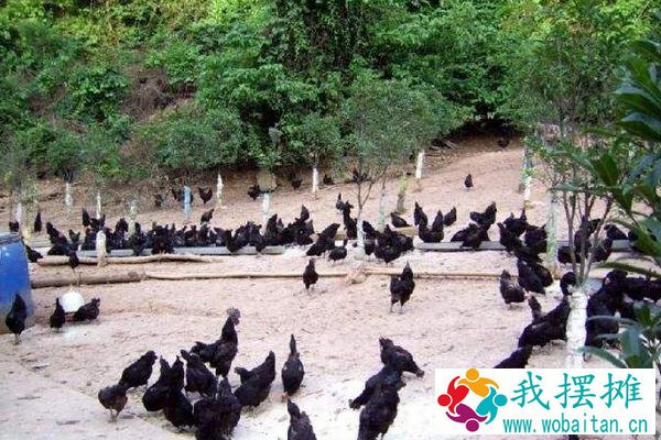 绿壳蛋鸡一年产多少蛋