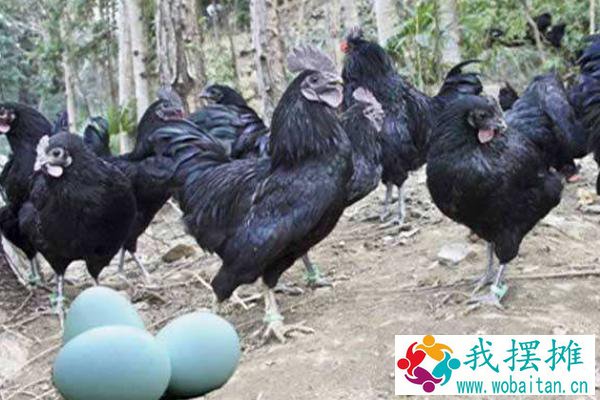 绿壳蛋鸡养殖利润