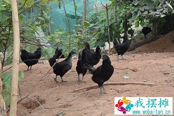 绿壳蛋鸡养殖利润