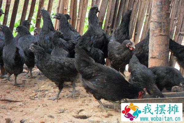 绿壳蛋鸡养殖利润