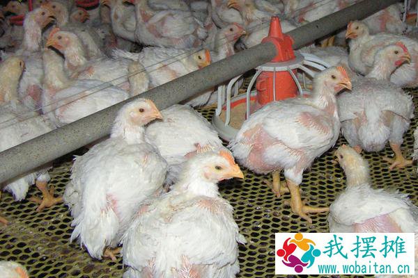 养肉鸡还是蛋鸡好