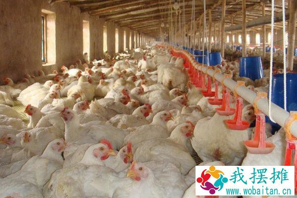 养肉鸡还是蛋鸡好