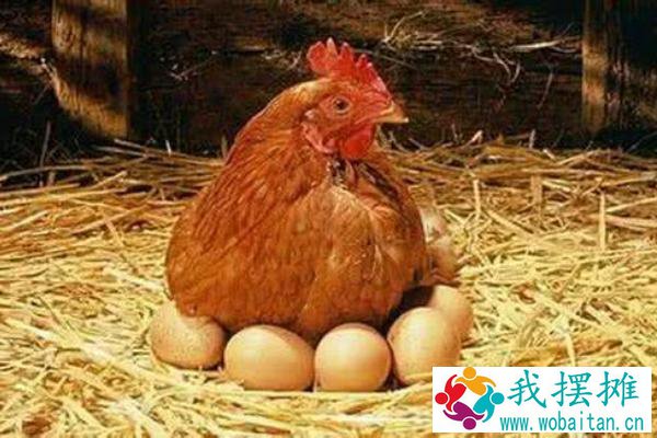 养肉鸡还是蛋鸡好