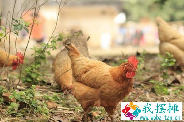 养肉鸡一只利润多少