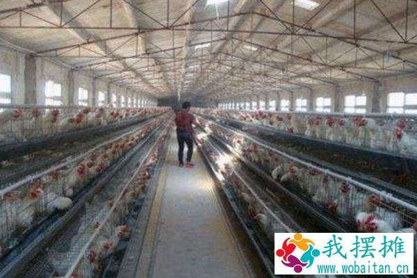 养肉鸡一只利润多少