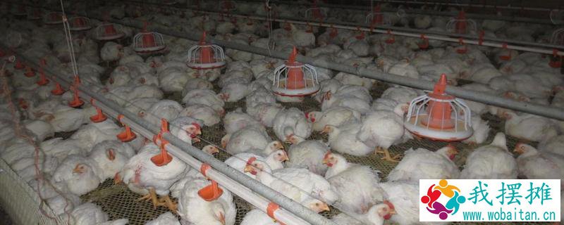 白羽肉鸡什么品种好养