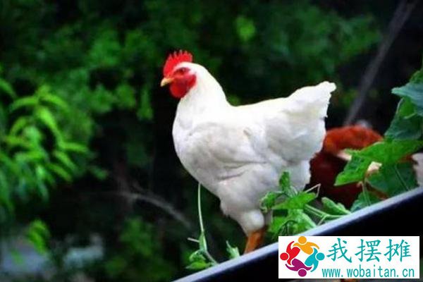 白羽肉鸡什么品种好养
