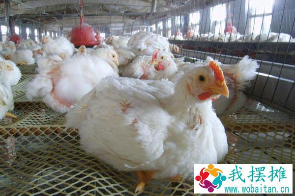 白羽肉鸡什么品种好养