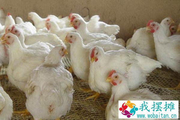 白羽肉鸡什么品种好养